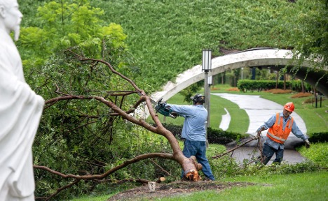 Facilities Management workers cleaning up a fallen tree after Hurricane Hilary (2023)